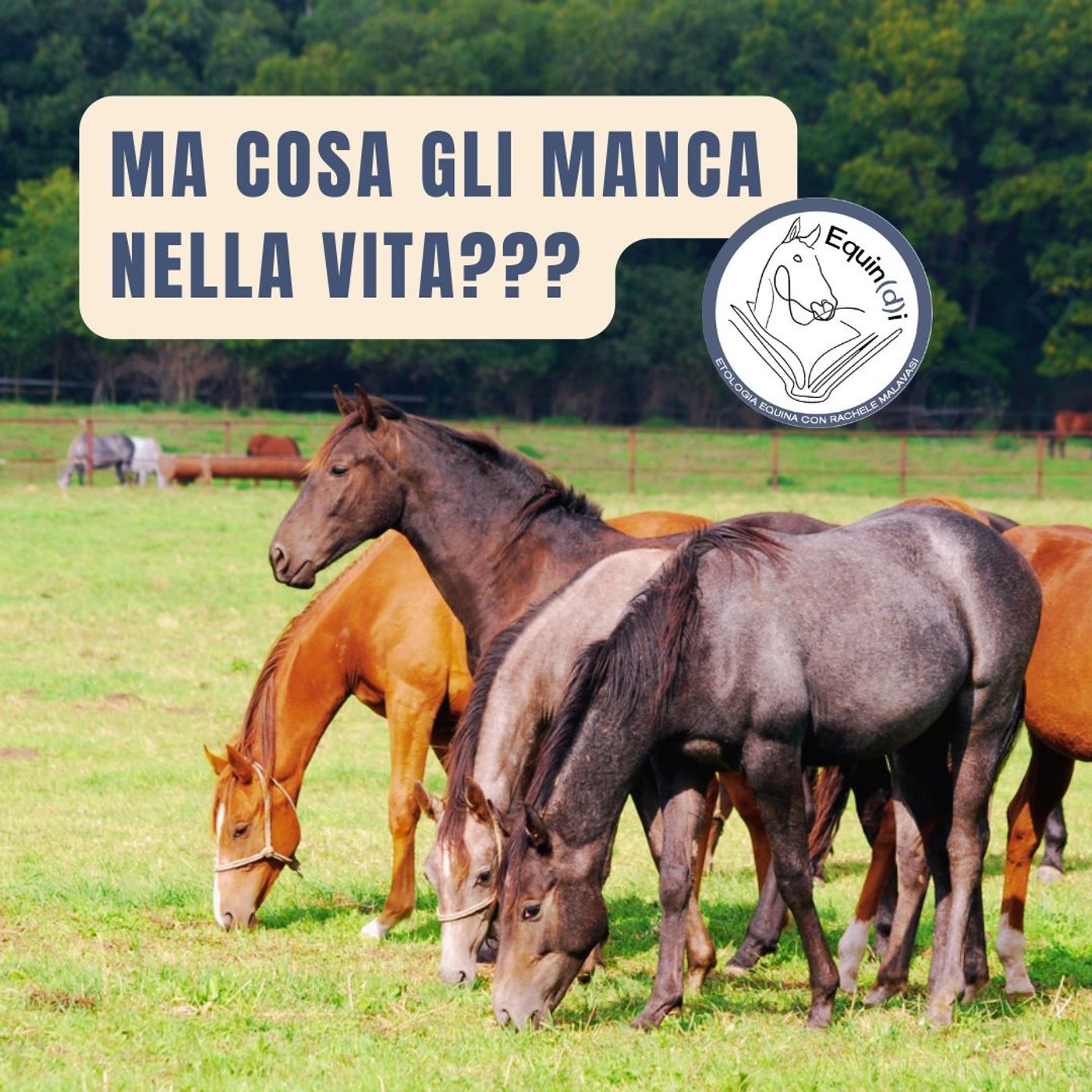 Etologia Equina, il comportamento del cavallo