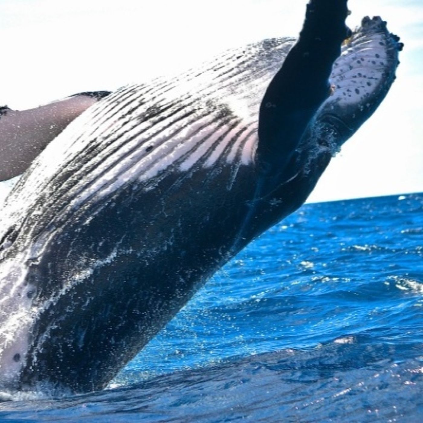 Voces del Misterio COPE: Descifrada la comunicación de las ballenas, con Javier Sierra