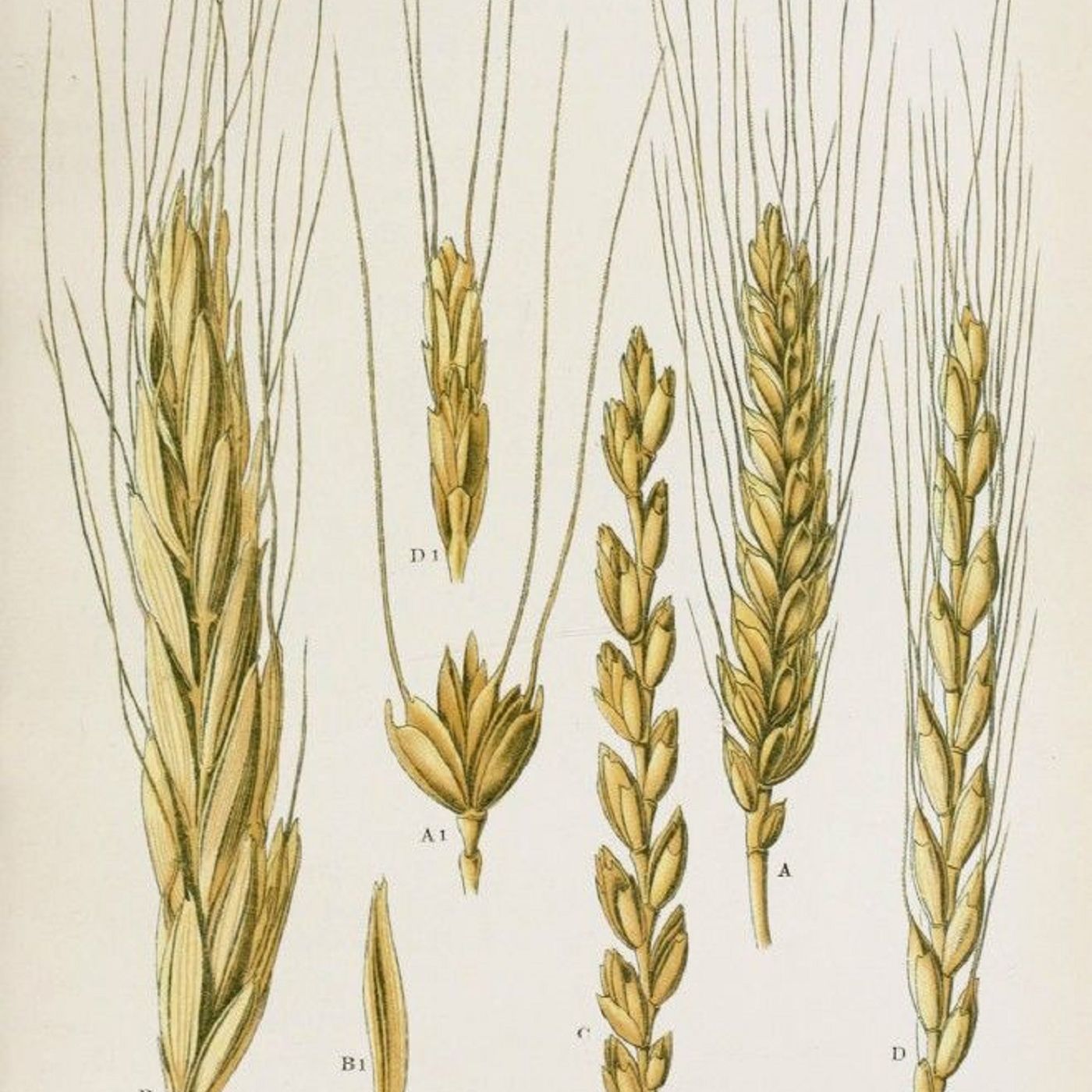 Show 287: Wheat and Other Grains, part 1 episode artwork