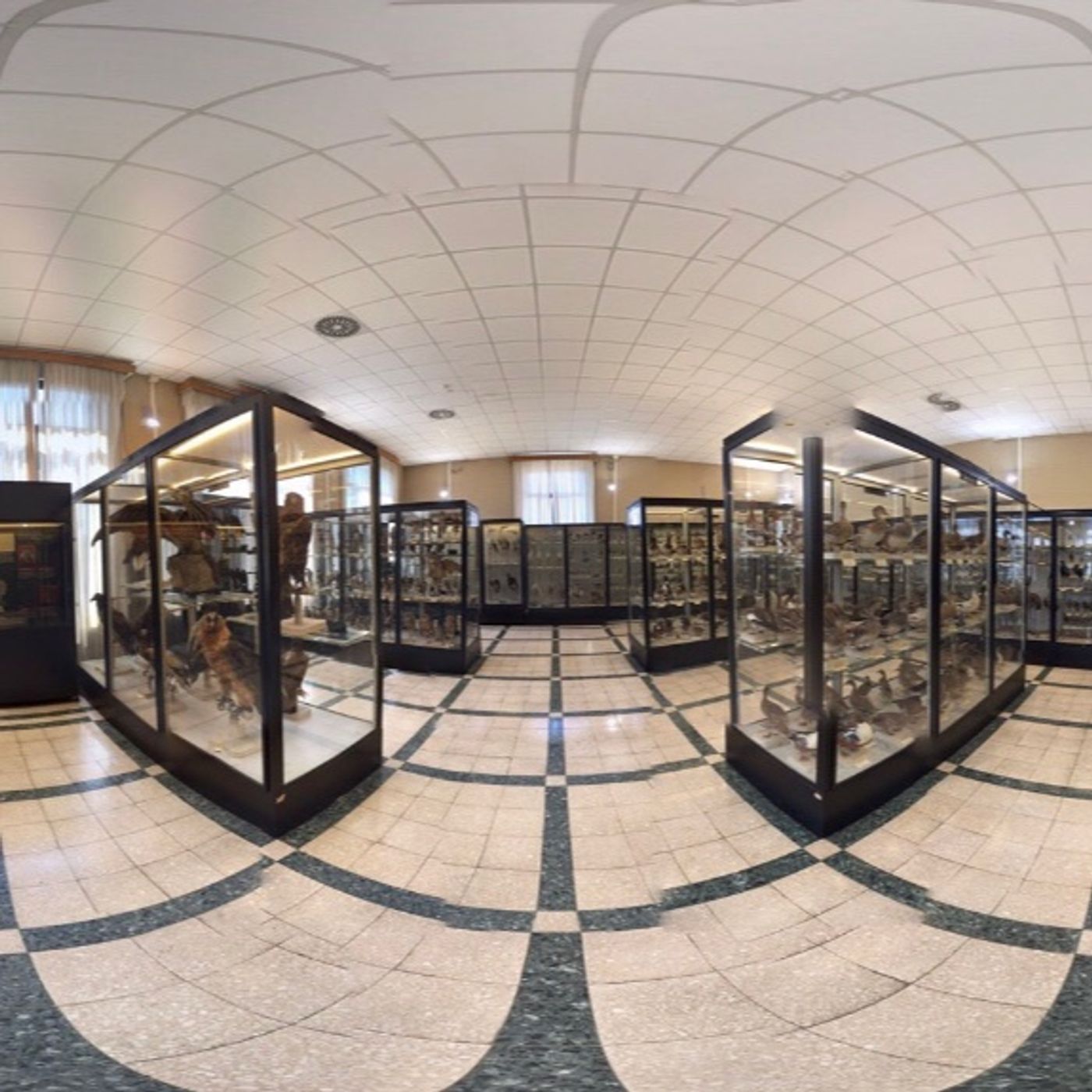 Roma-Museo civico di Zoologia episode artwork