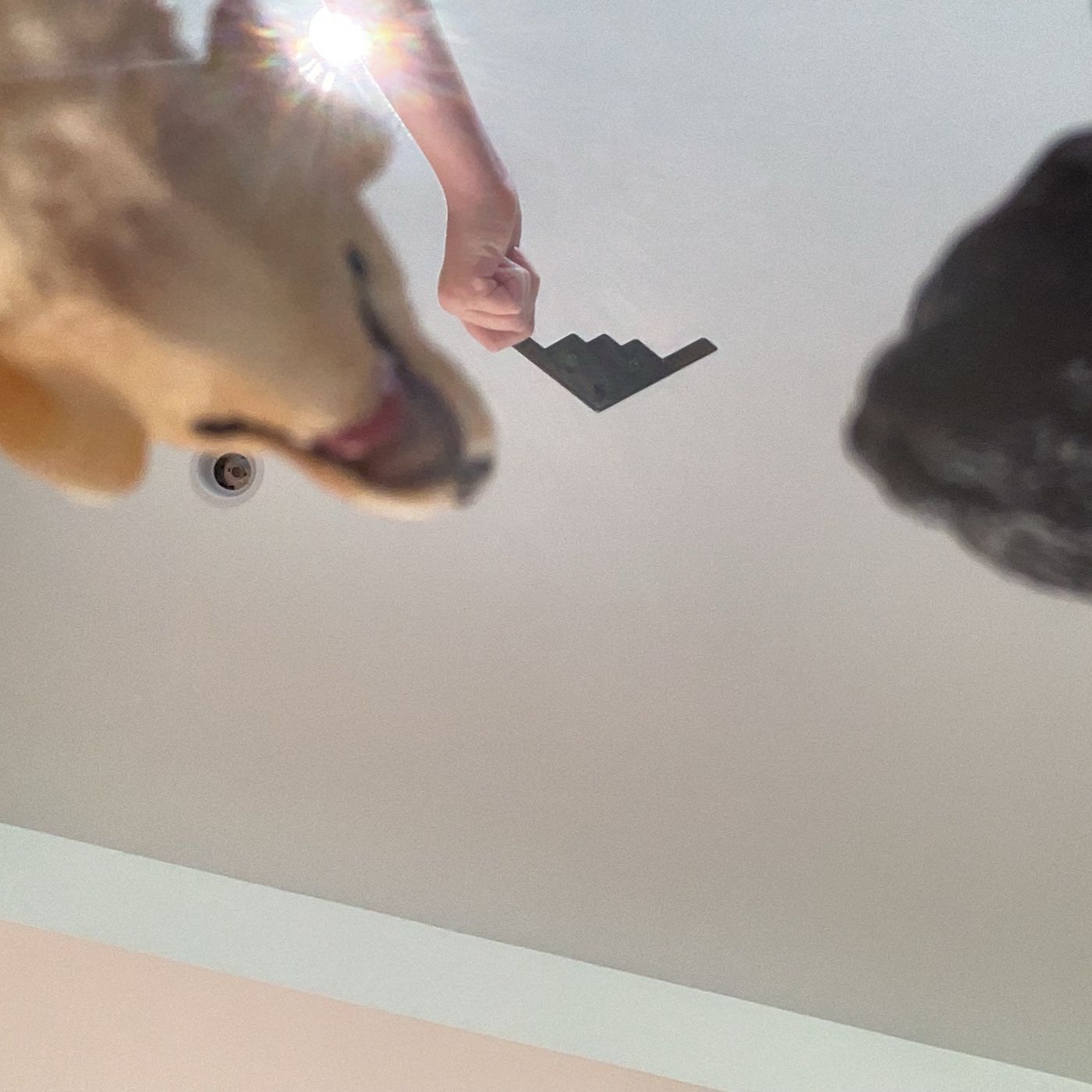 BISCUIT AND KONA SEE A STEALTH BOMBER