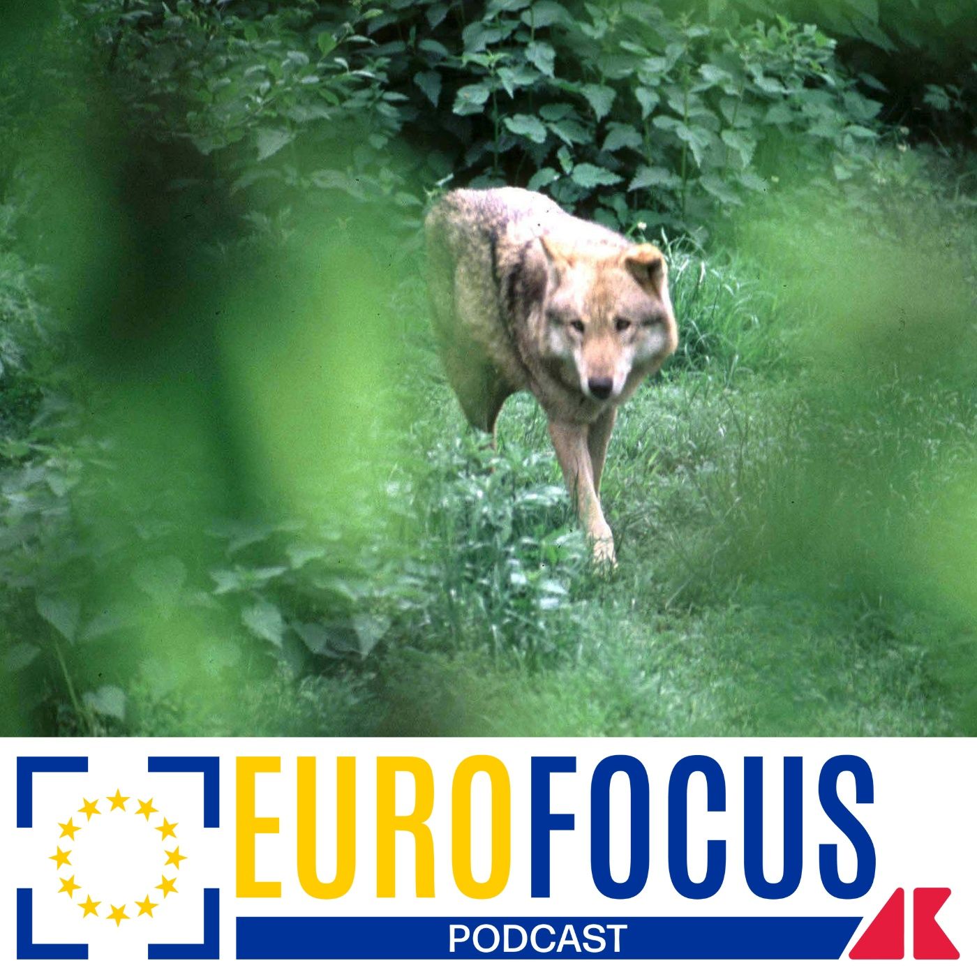 Eurofocus