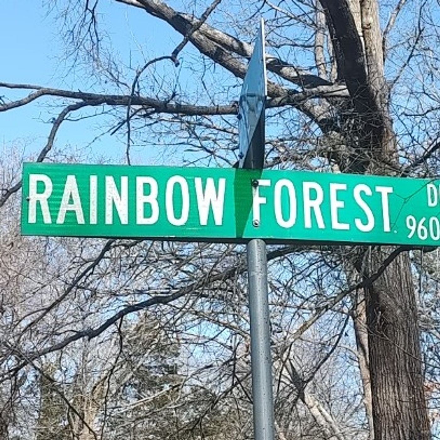 The Lyrics From Rainbow Forest Chapter 390 The Infamous Dancing Trees