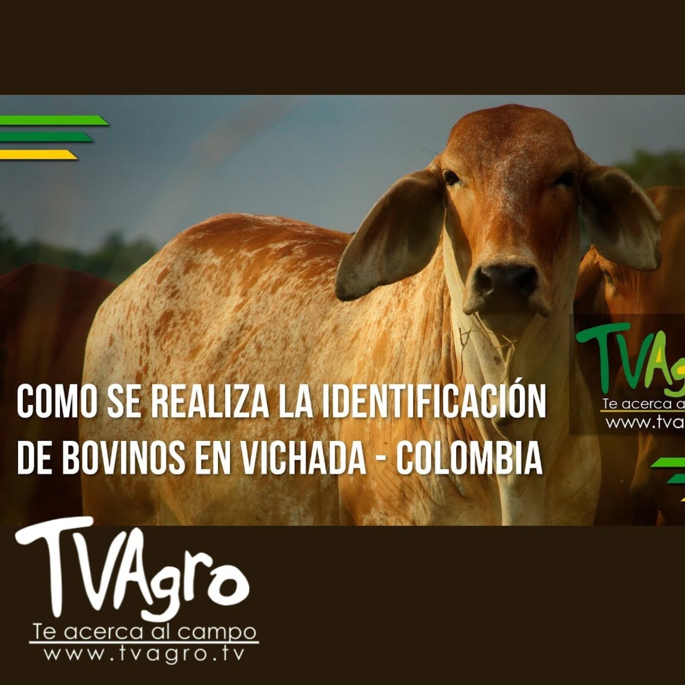 TV AGRO
