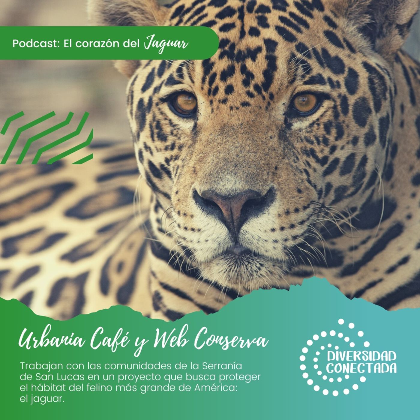 Diversidad Conectada