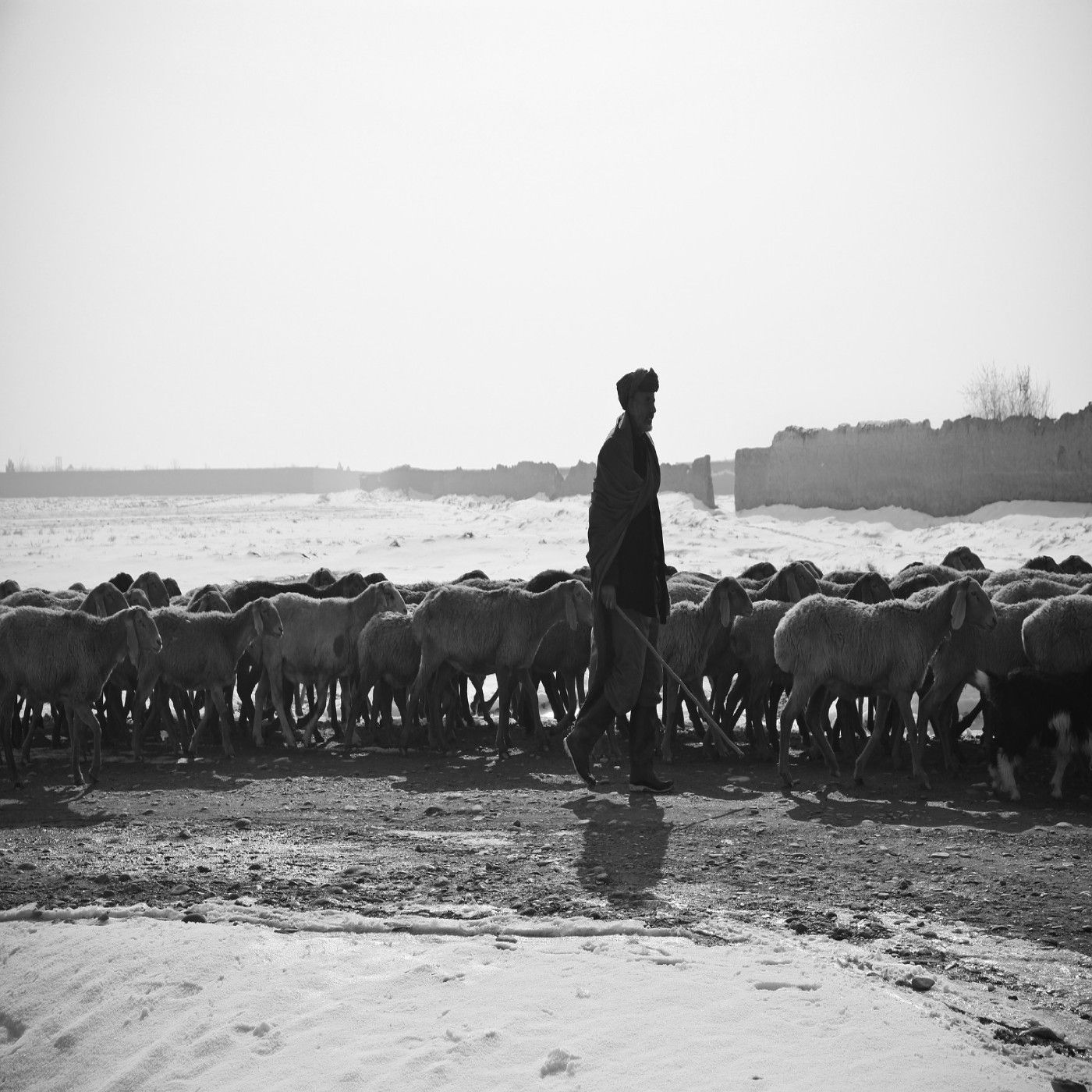 La Rubrica Poetica di Mamù