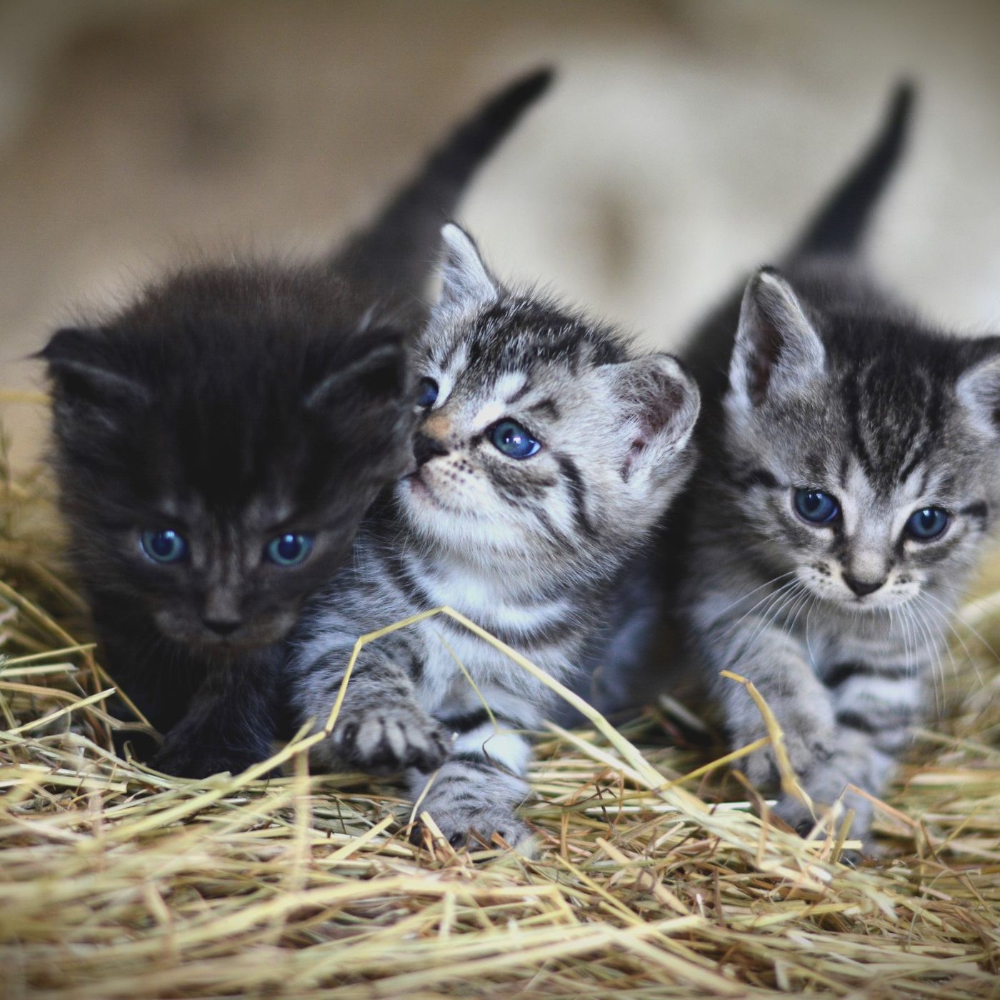 Joel Michalec Show 160: The Cat's Meow