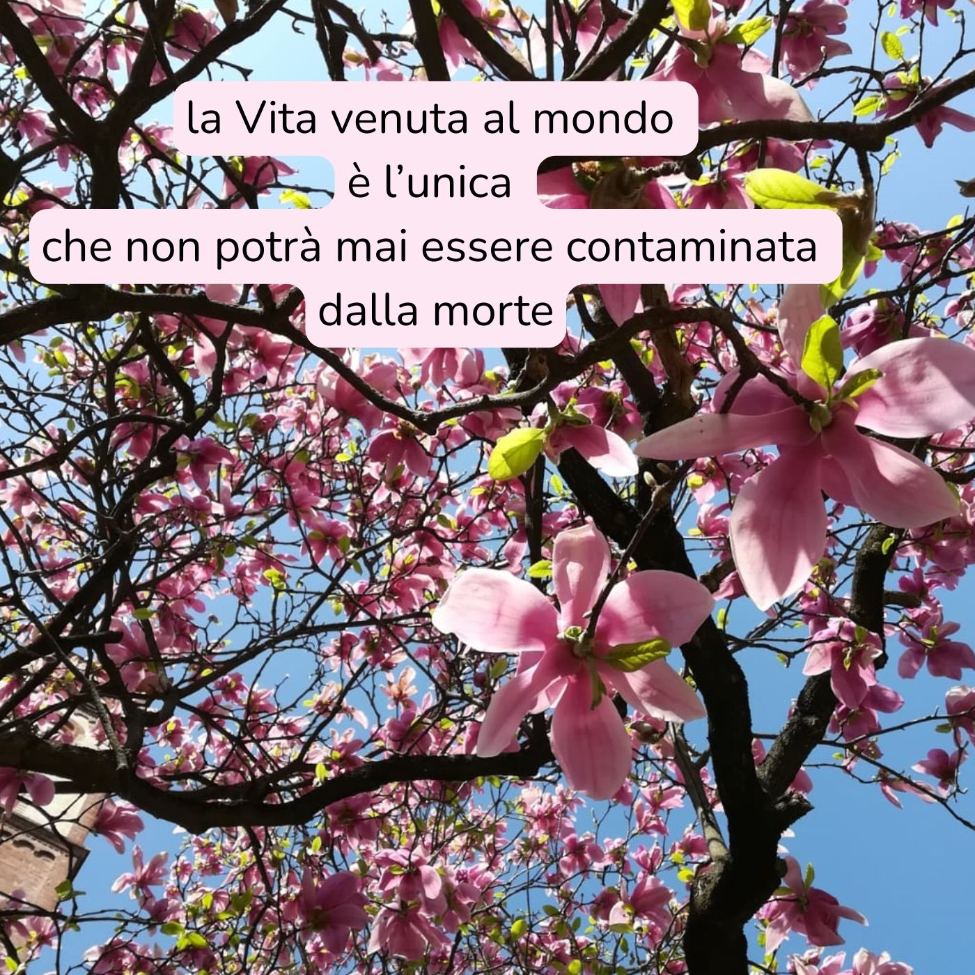 DomenicadiPasqua episode artwork