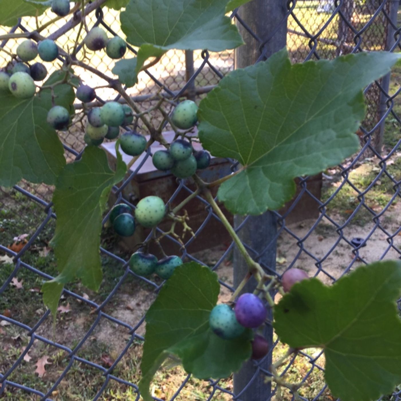 Fun Time With Sheen Rebitz