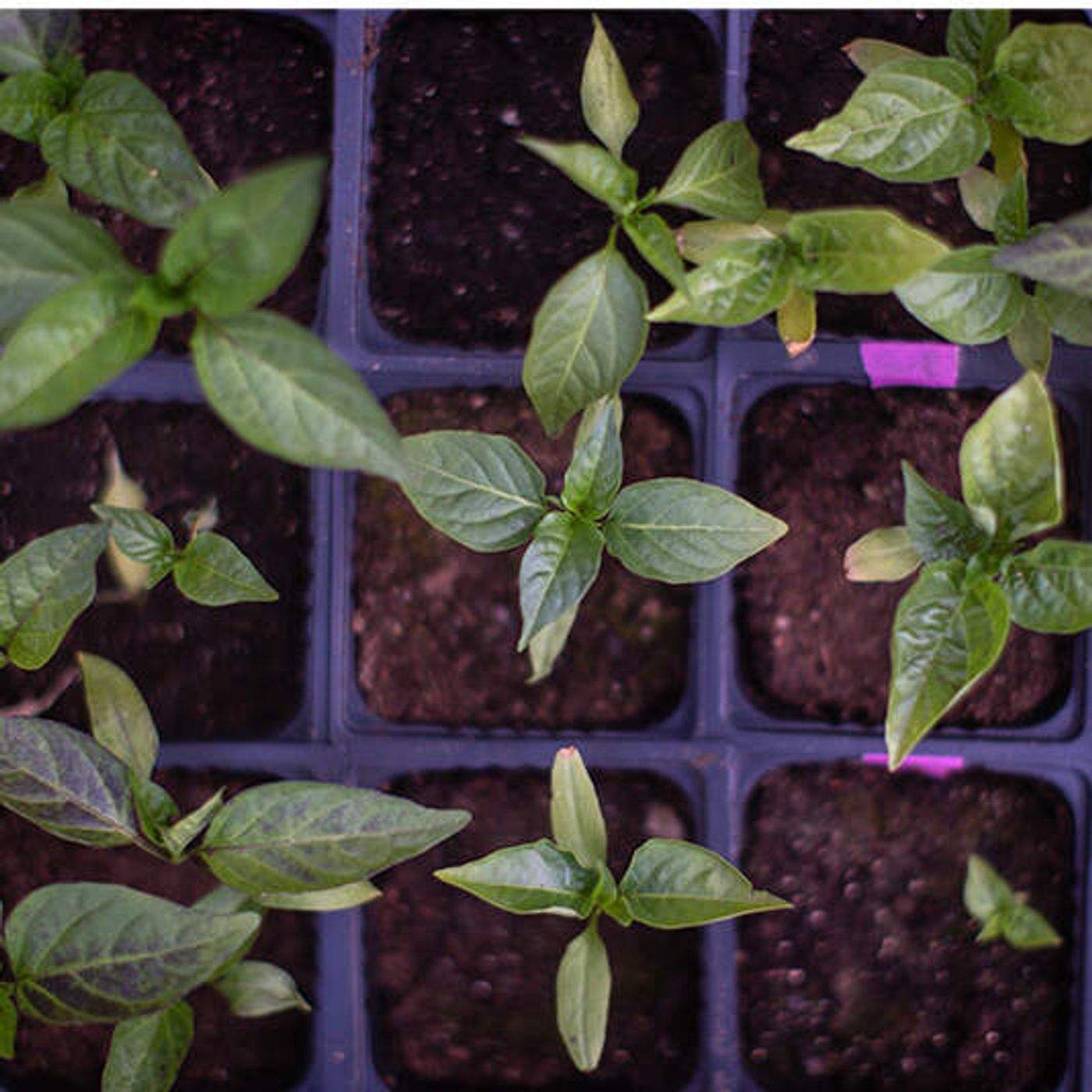 A step-by-step guide to planting an edible garden this spring episode artwork