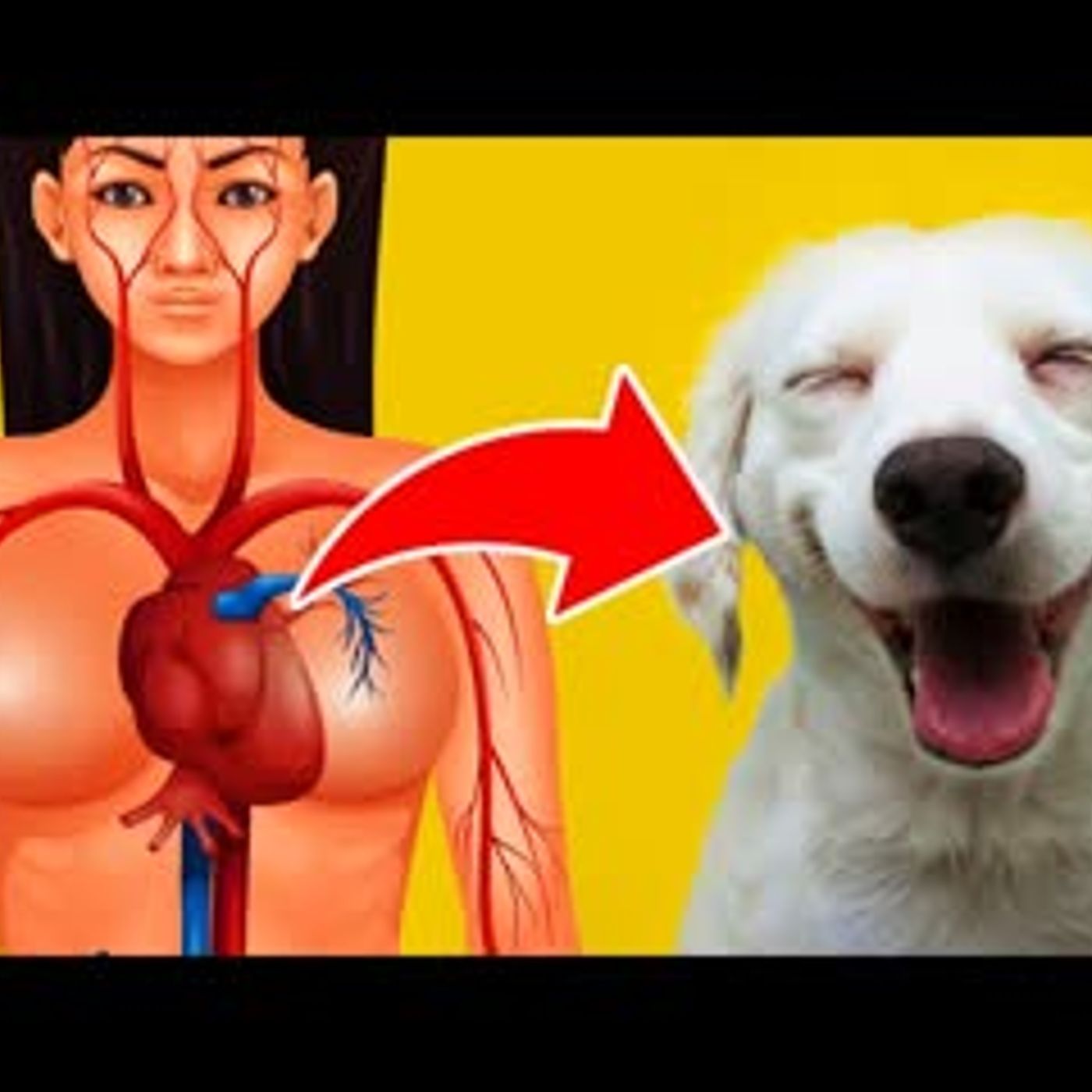 10 Health Benefits Of Owning A Dog, And One Health Risk episode artwork