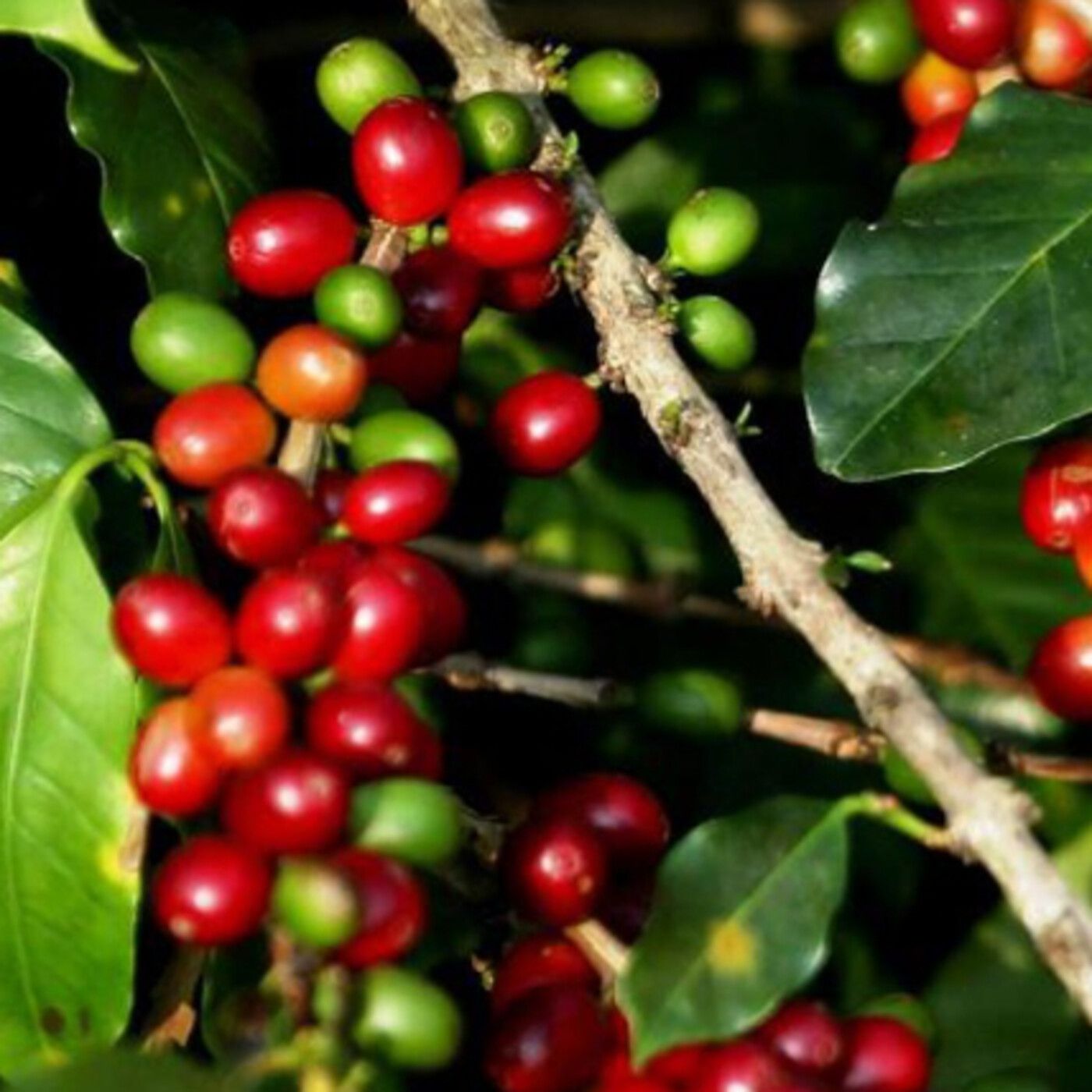 Producción Verde