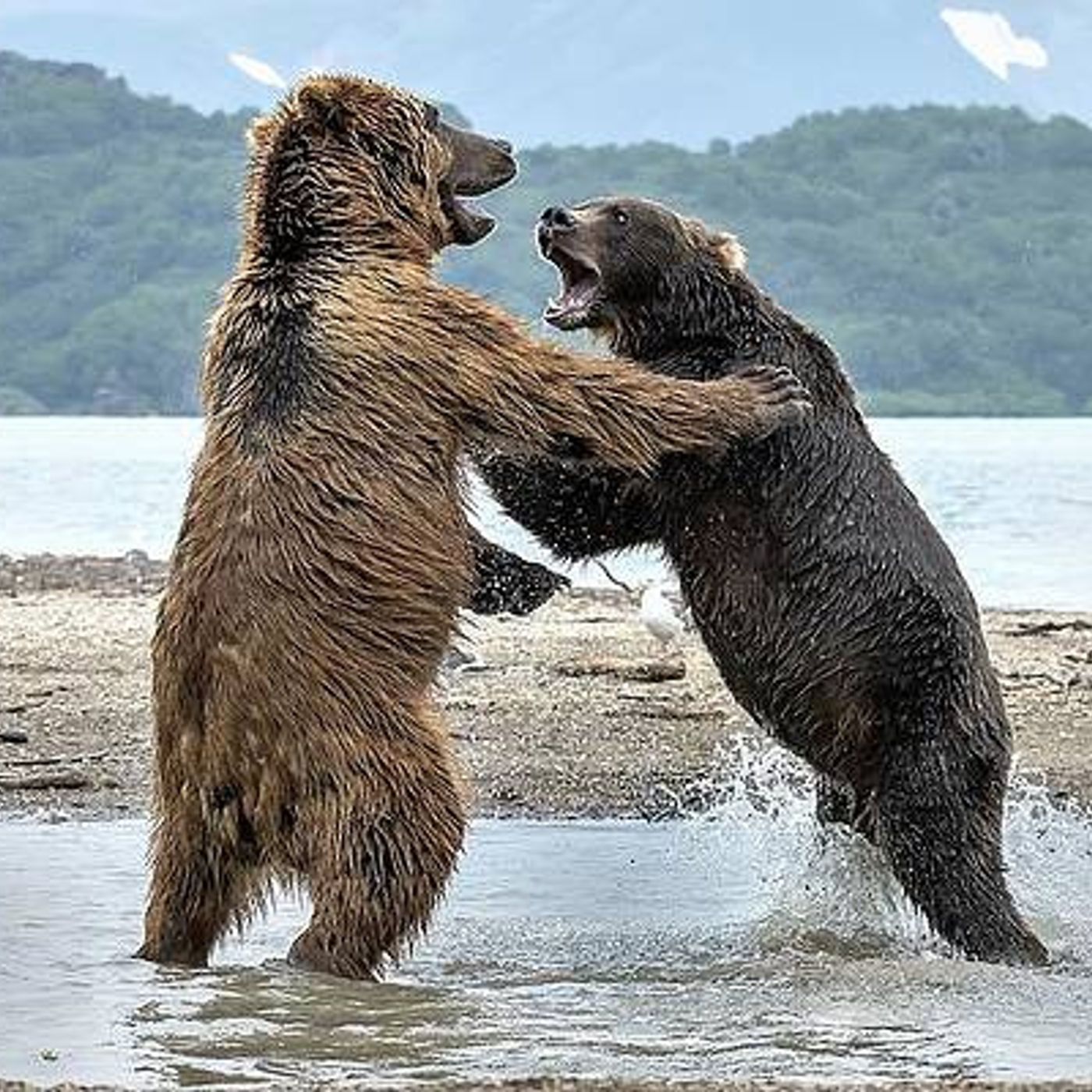 Animals conflicts