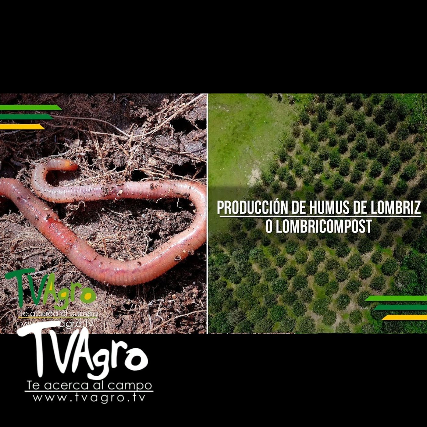 TV AGRO