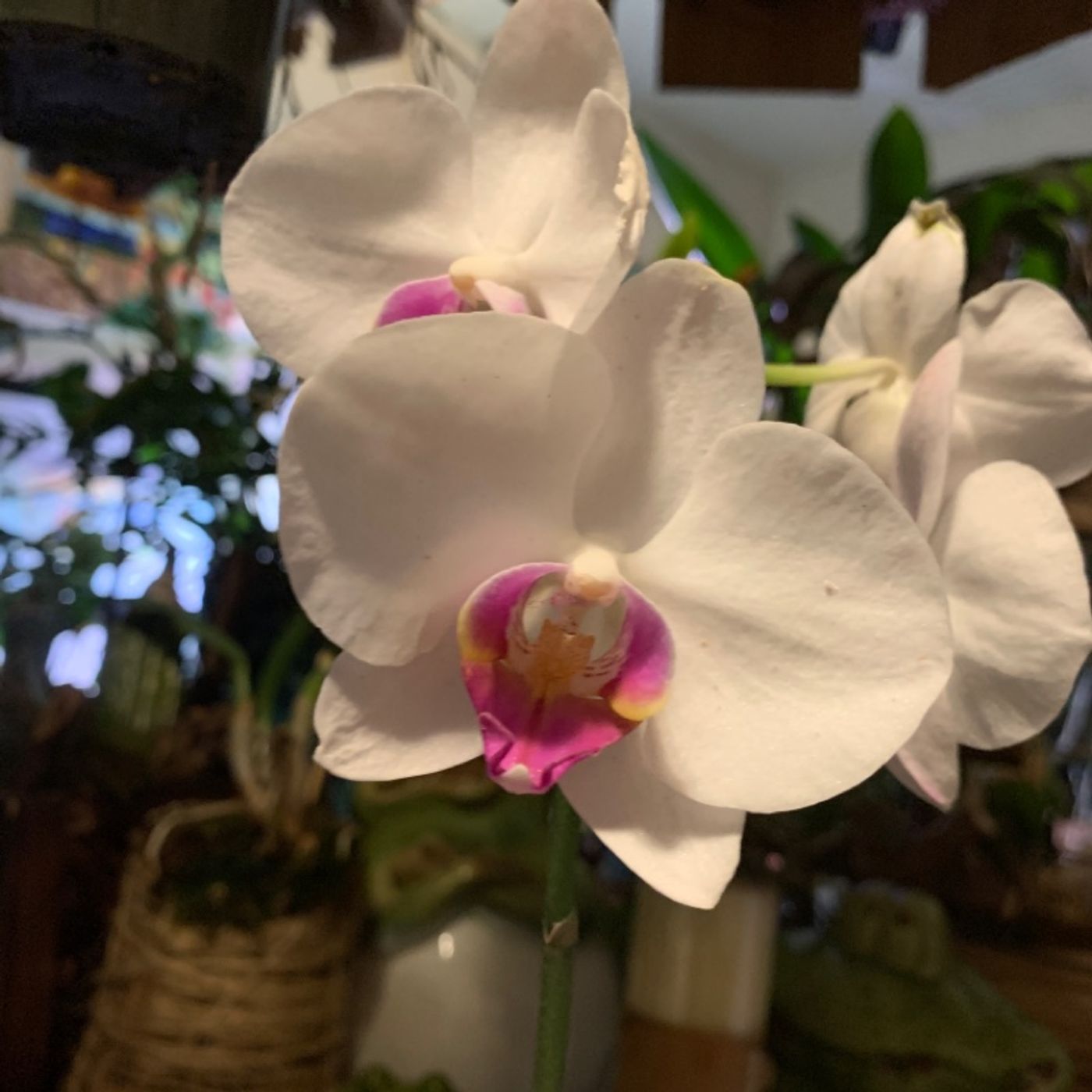 Episode 12 - Orchid Chat With Dr Connors