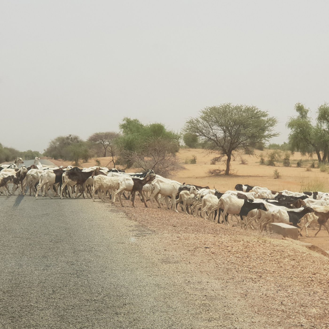 Birni N’Konni, justice et sport au programme (Le Niger sur Kalangou) episode artwork