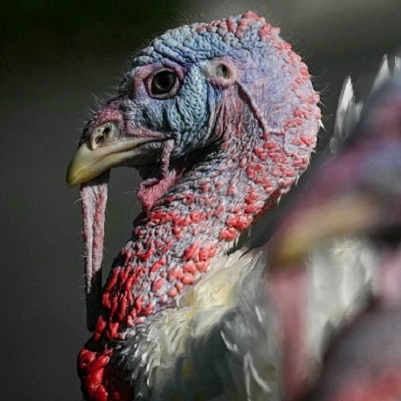 A turkey on stilts? (Joke of the Day) episode artwork