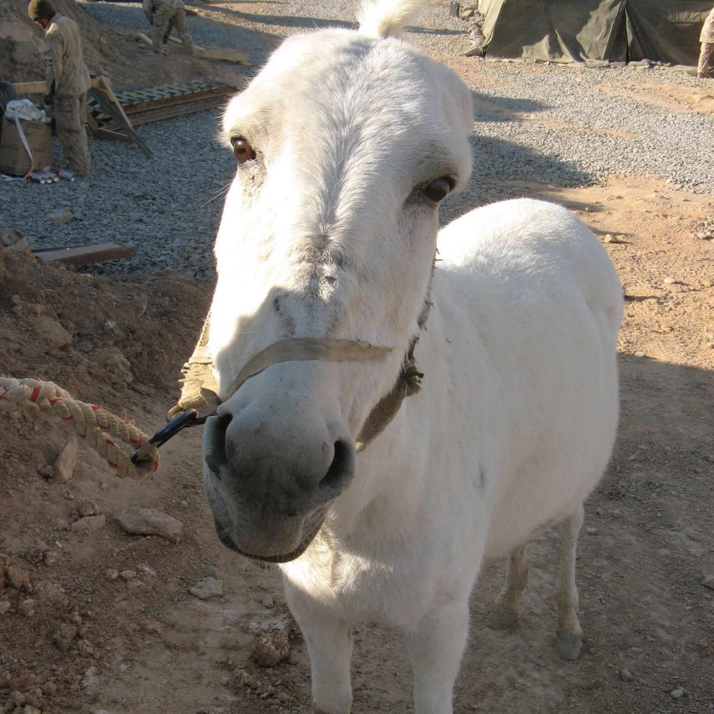 Fire Department Saved an Ass