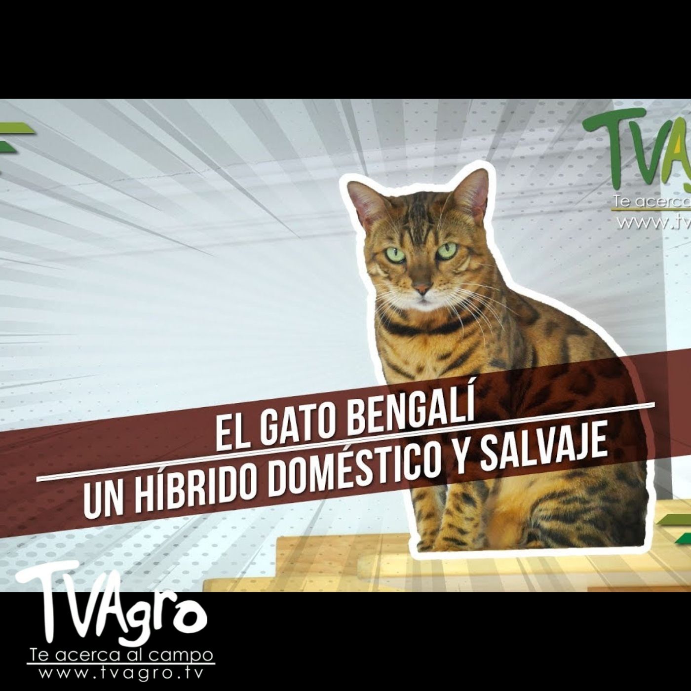 TV AGRO