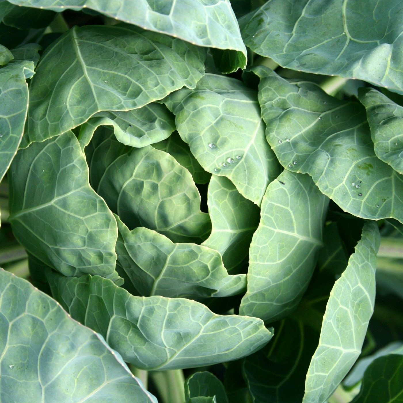BBCast Agro