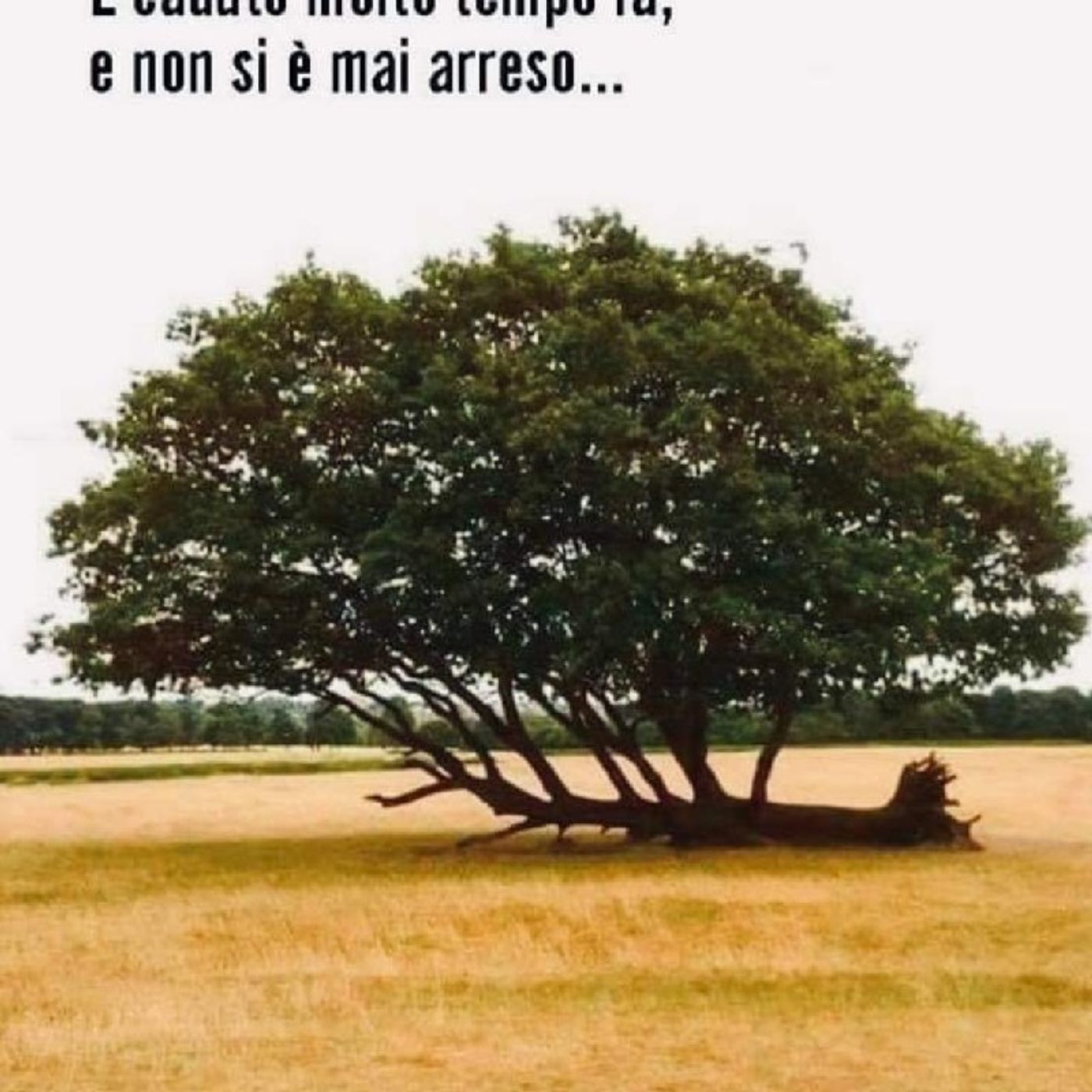 Tira Fuori IlLeader MigliorVersioneDiTe.