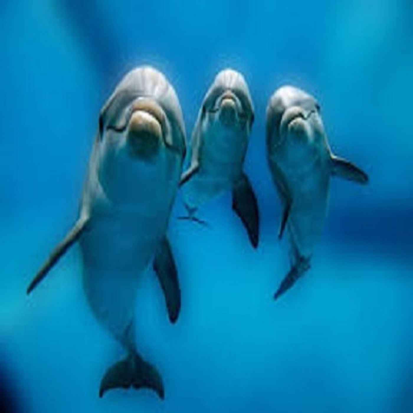 Dolphins and Long Division