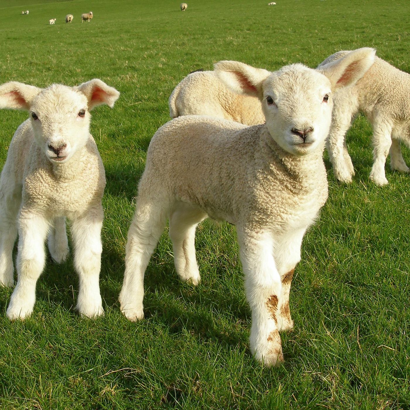 Fair week means the showing and auction of livestock raised by youngsters episode artwork