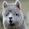 alpacaaaaa