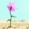 Desert Flower