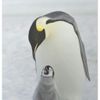 pinguino magico