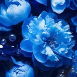 A Flor Azul