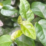 Episode 263 - How to keep tiny plants tiny :)