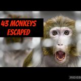 43 Monkeys escaped 🚨