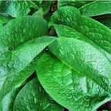 Survival Medicine Hour: Dengue Fever, Tubal Pregnancy, Comfrey, More