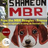 Free MBR Beagles - Gannat J1
