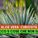 Aloe Vera, Curiosità: Ecco 5 Cose Che Non Sai!
