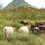 Prévention et gestion des conflits entre éleveurs et agriculteurs dans la région de Dosso (Forum) 