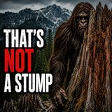 He Thought It Was a Cedar Stump. Then It Stood Up Near Lake Crescent