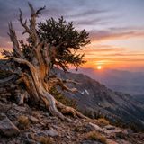 Bristlecone Pines Reveal Climate Change