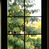 The Window on the Woods