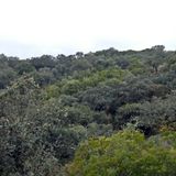 Viaja con Machín: Sierra de Hornachuelos