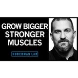 Science of Muscle Growth, Increasing Strength & Muscular Recovery