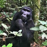 Uganda - Goril Yürüyüşü