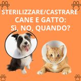 4_Sterilizzazione e castrazione in cane e gatto: sì, no, quando?