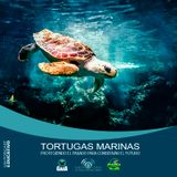 NUESTRO OXÍGENO Tortugas marinas protegiendo el pasado para conservar el futuro – Dr. Diego Amorocho