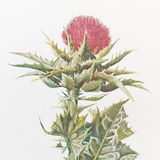 Show 28: Thistles and Their Medicinal Uses