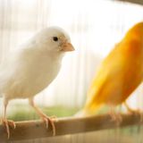 Ecología para todos: Los pájaros domésticos empiezan su temporada de cría