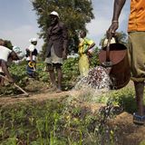 Le journal du 20 octobre 2025 - Birnin Konni : la culture de contre-saison menacée par le manque d’eau