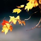 #mi οἷά τε φύλλα, come le foglie