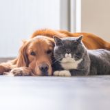 Cómo proteger a nuestras mascotas de las altas temperaturas